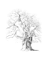 Two Chestnut Trees - Heale Garden
